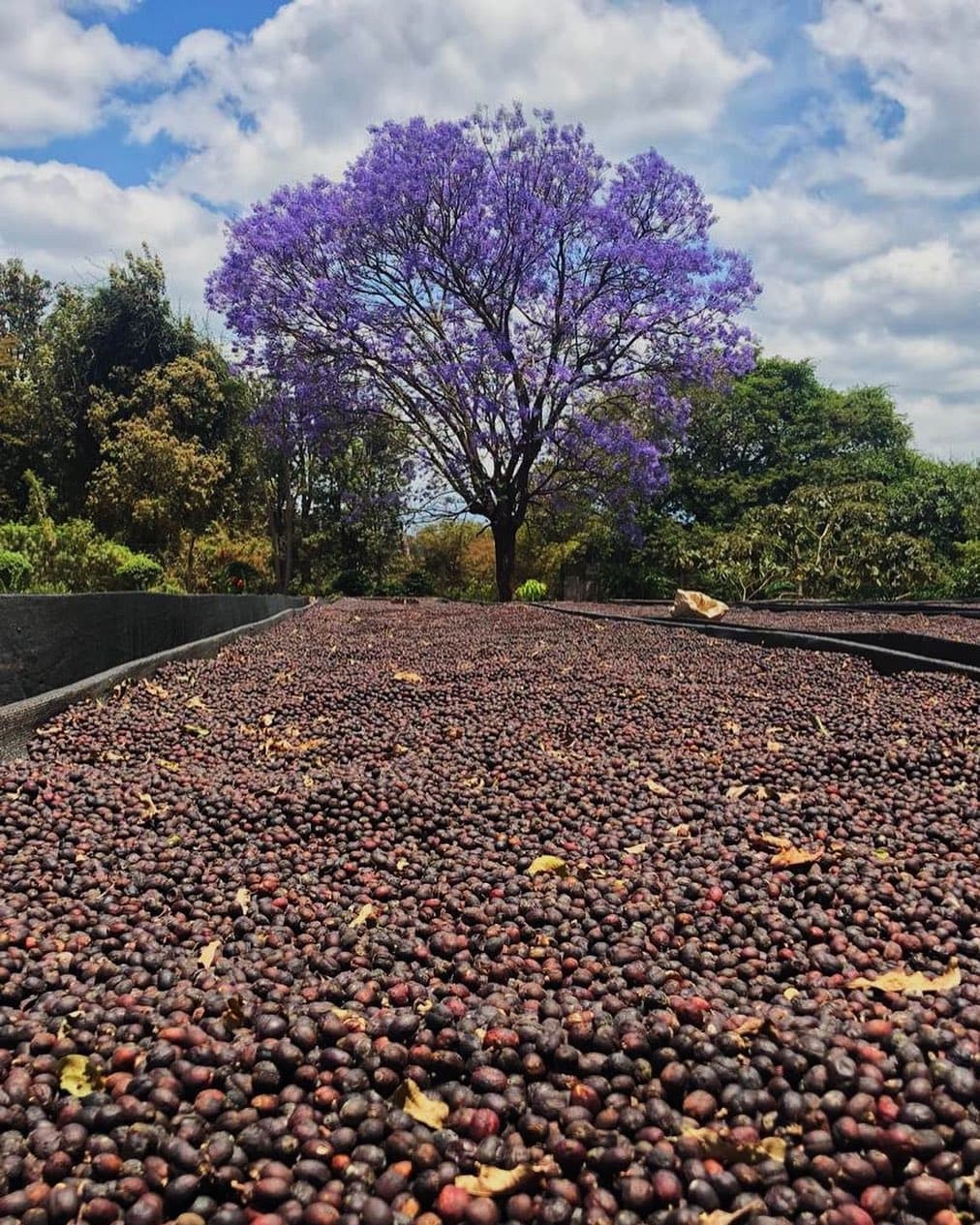 قهوه - ۱۰۰ کیلوگرم